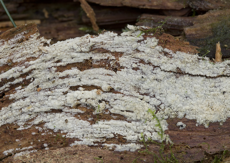 Jaapia ochroleuca